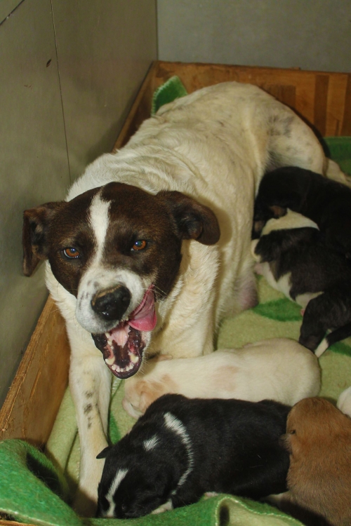 მეტისი ბელა