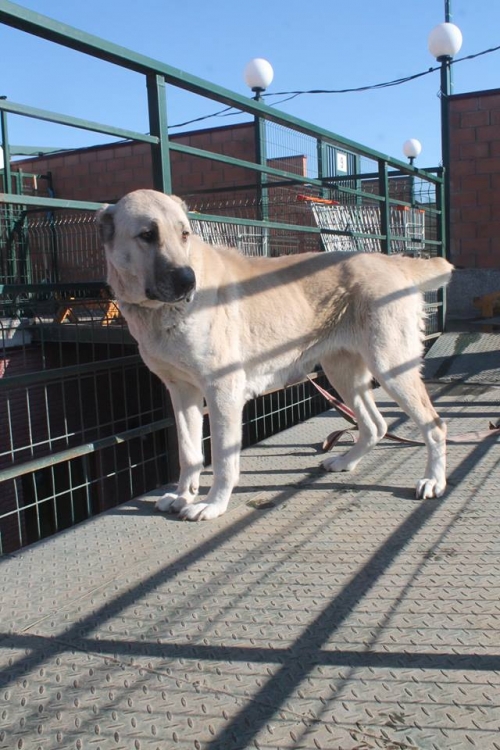 ალაბაი ბასკუ