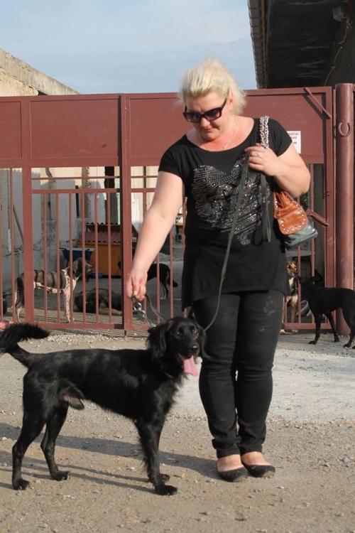 სეტერის მეტისი ლარი