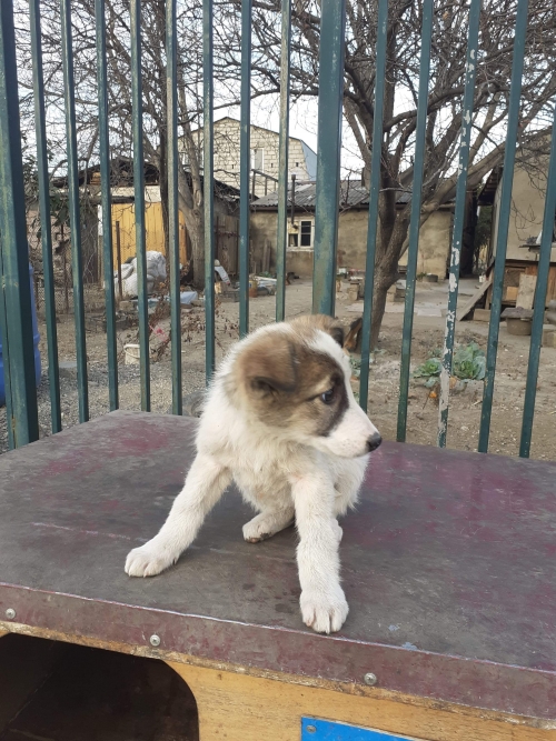 მეტისი უსახელო