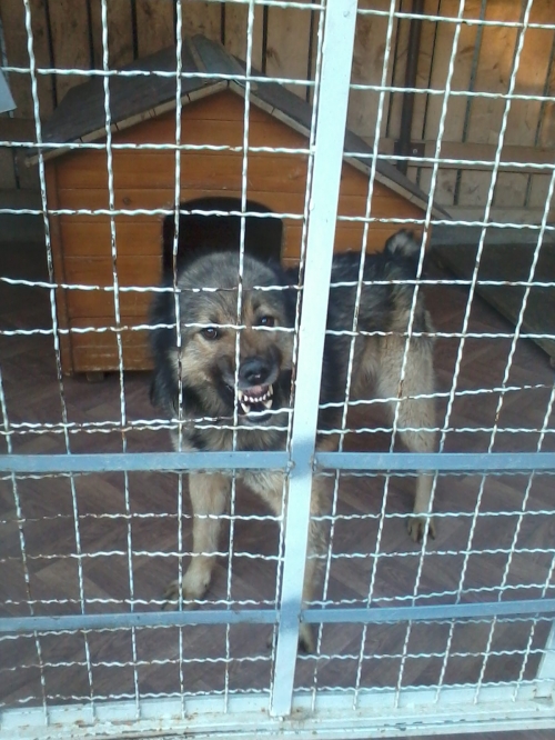 ქართული ქოფაკი უცნობი