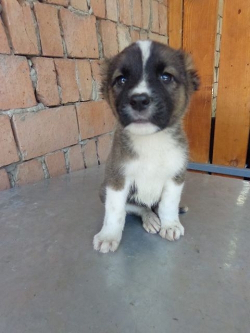 ქართული ქოფაკი უსახელო