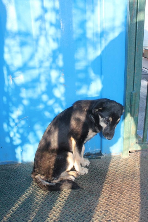 მეტისი უსახელო