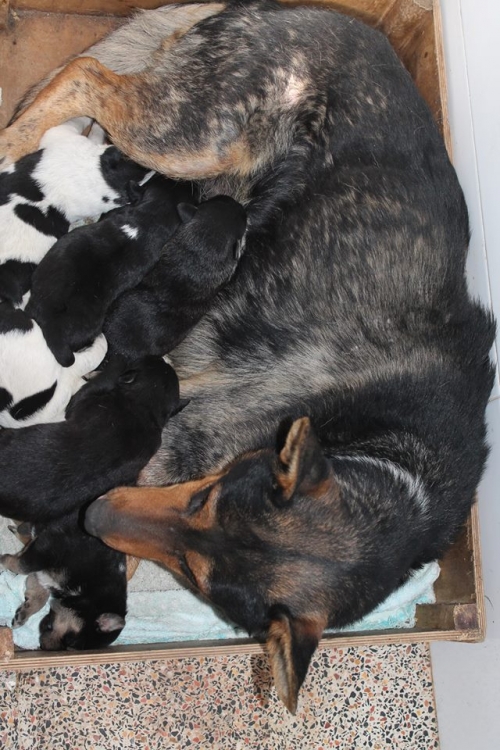 გერმანული ნაგაზი უსახელო