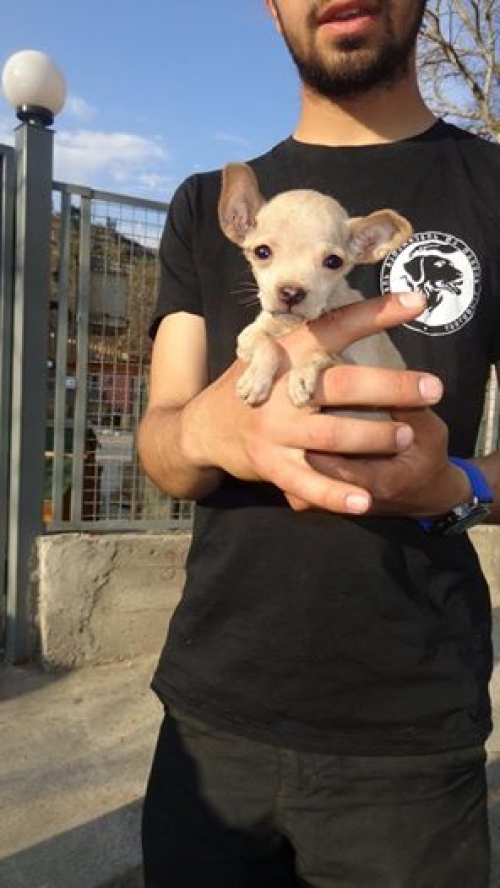 ჩიხუა ხუა უცნობი