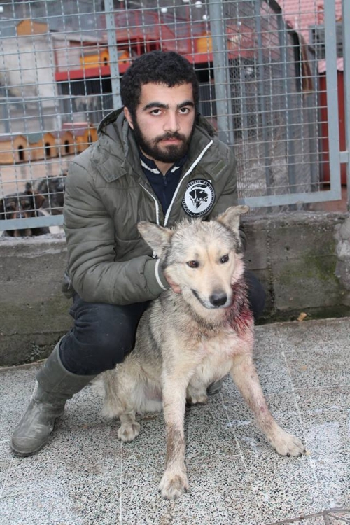 მეტისი უსახელო