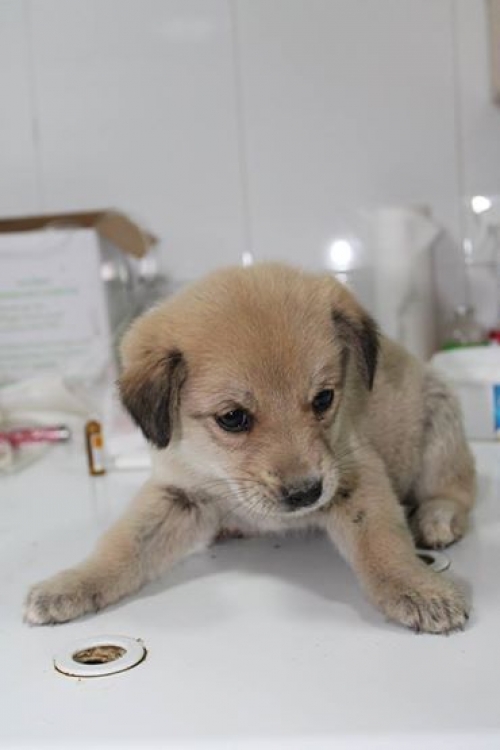 მეტისი უსახელო