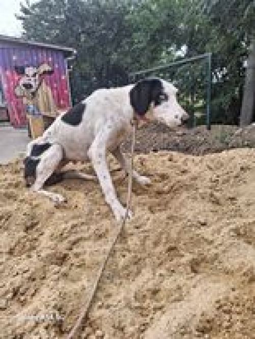 მეტისი ფონიჭალა რუსთავის გზა