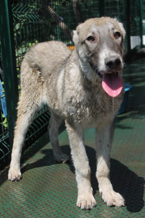 ქართული ქოფაკი ბუბუ