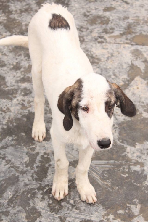 მეტისი უსახელო