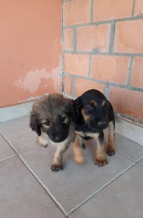 მეტისი ნაპოვნია თავშესაფართან