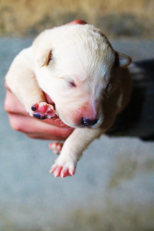 მეტისი უსახელო