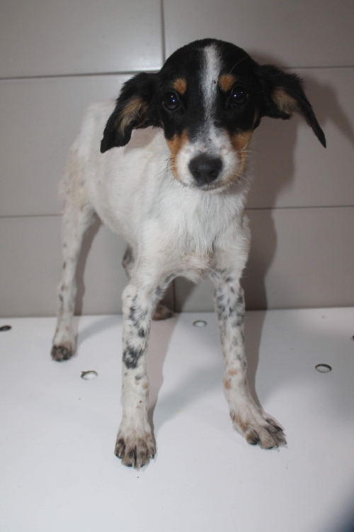 მეტისი უსახელო