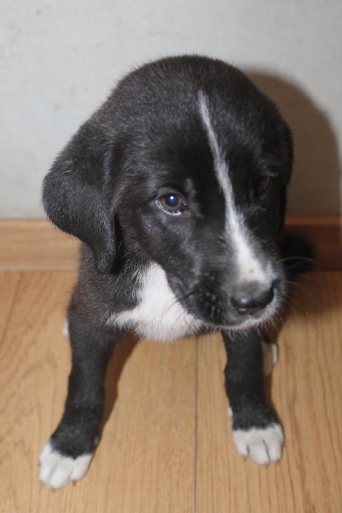 მეტისი უსახელო