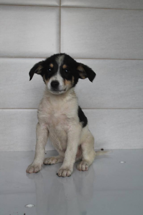 მეტისი უსახელო