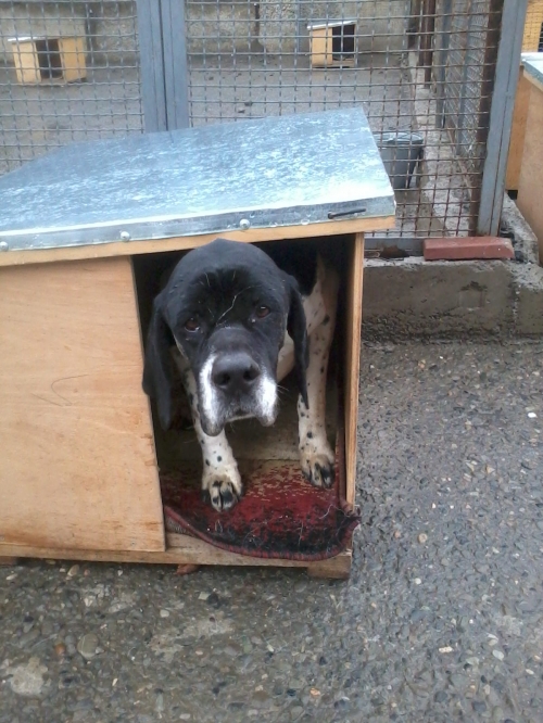 პოინტერი ჯერი