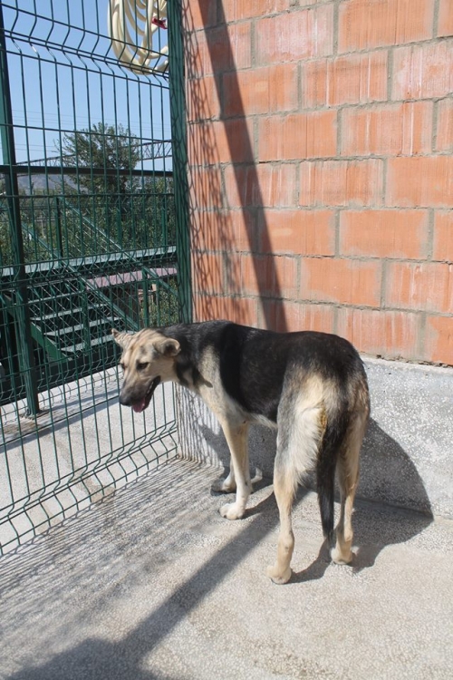 აღმოსავლეთ ევროპული ნაგაზი უსახელო