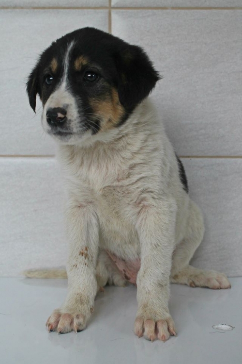 მეტისი უსახელო