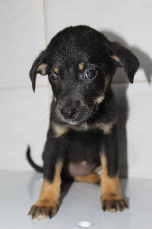 მეტისი უსახელო