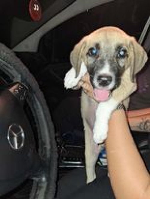 მეტისი ნაპოვნია მოსკოვის პროსპექტზე