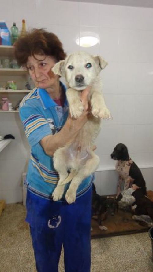 მეტისი უცნობი