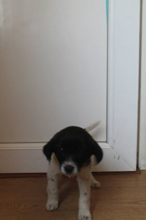 მეტისი უსახელო