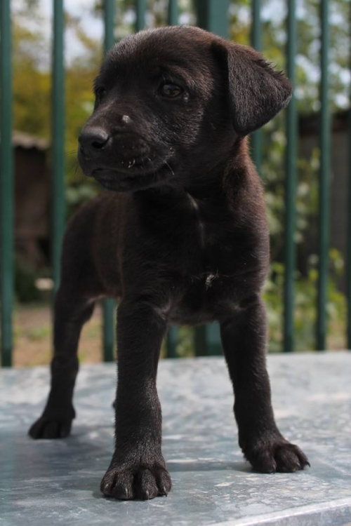 მეტისი უსახელო