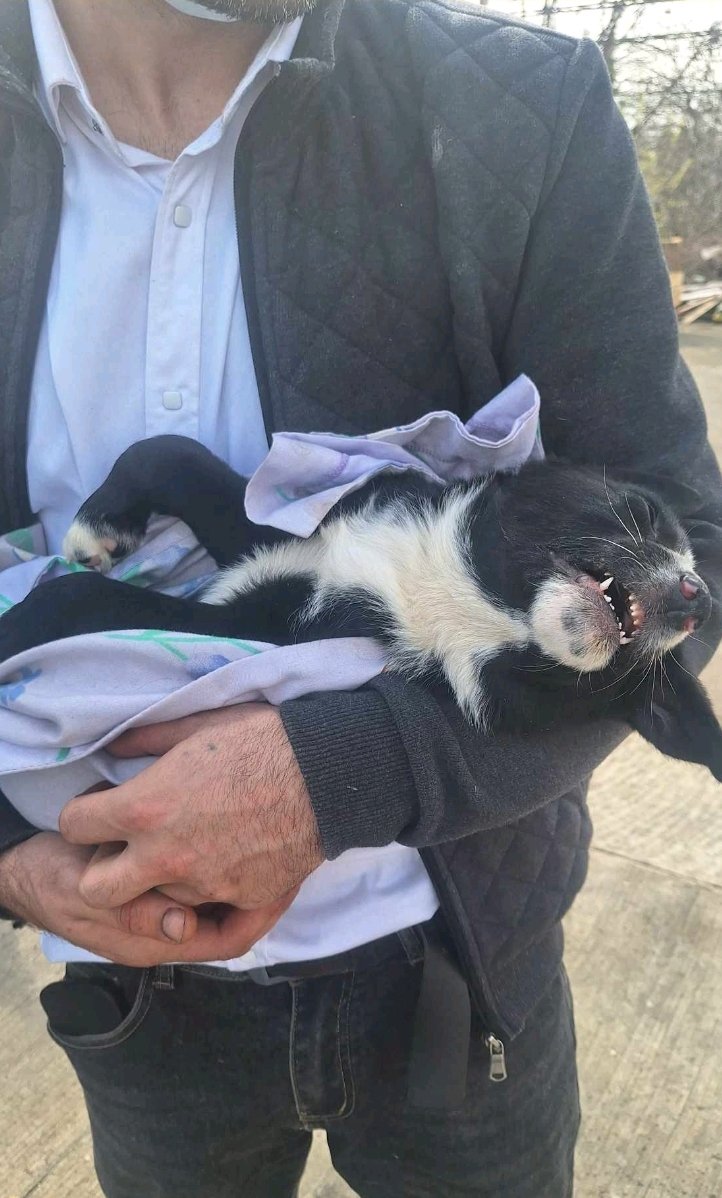 მეტისი. მარშალ გელოვანი