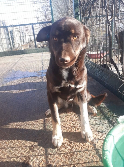 მეტისი დეიზი