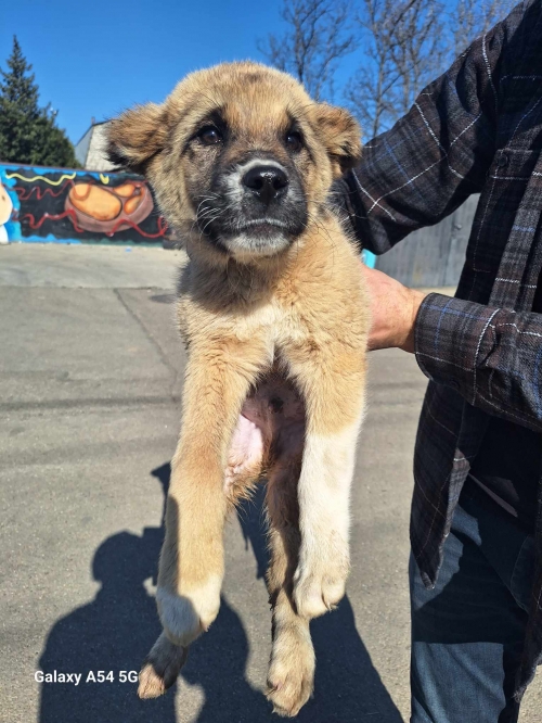 ქართული ნაგაზი ბოლნისი