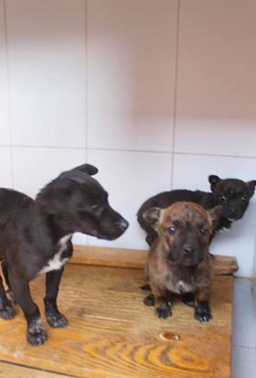 მეტისი უსახელო