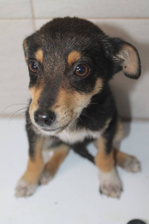 მეტისი უსახელო