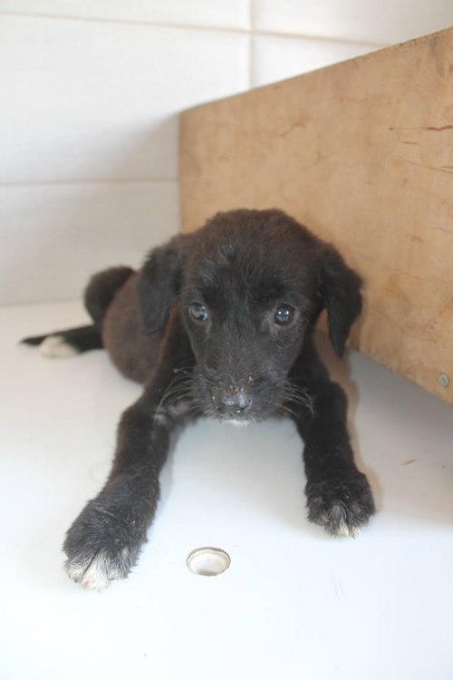 მეტისი უსახელო