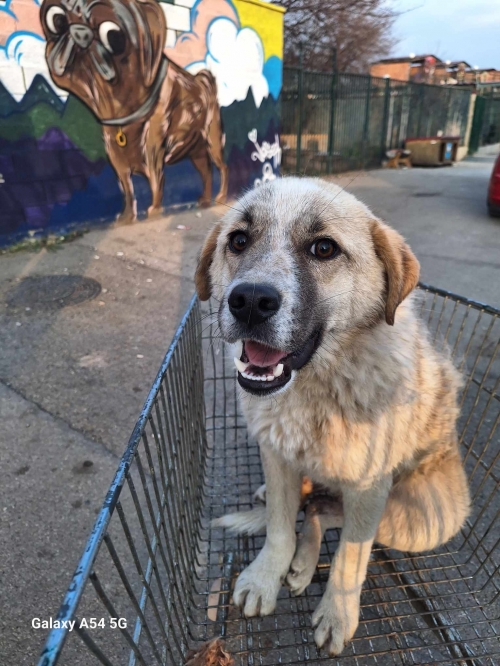 მეტისი ტაბახმელა