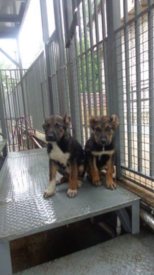 ქართული ქოფაკი უსახელოები