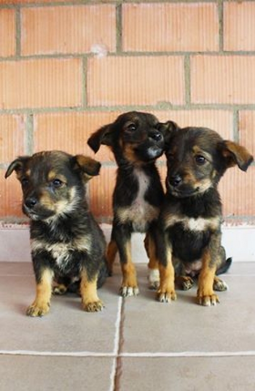 მეტისი უსახელო