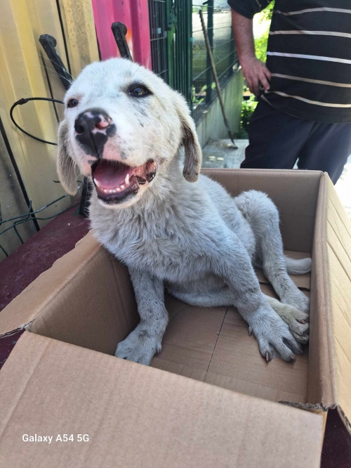 მეტისი რუსთავი სტამბოლის ბაზარი