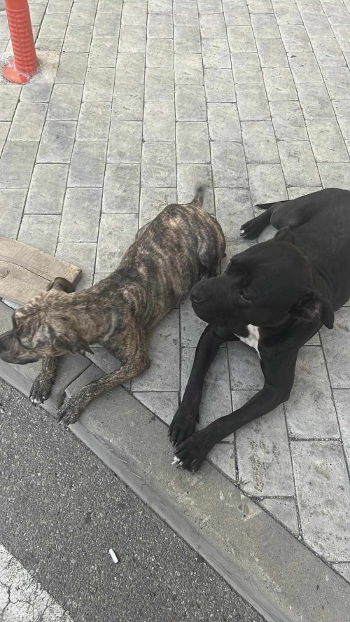 პიტი დეიზი და ლუციფერი