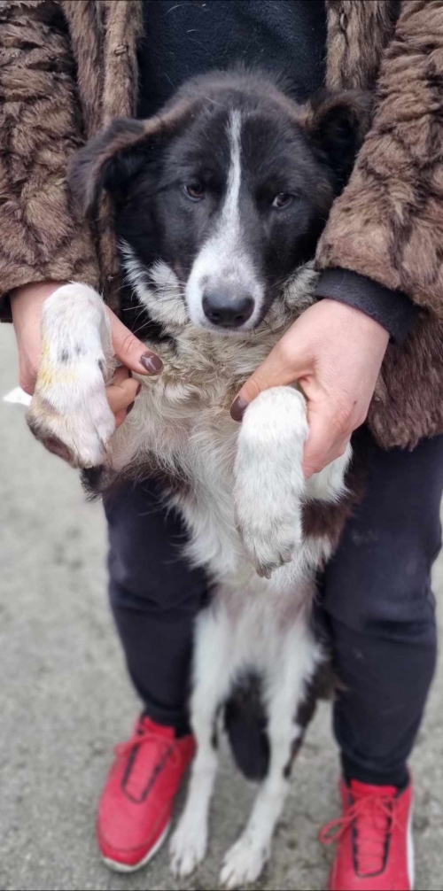 მეტისი მარნეული ნანა გაბაიძე