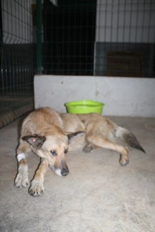 მეტისი ქეთო