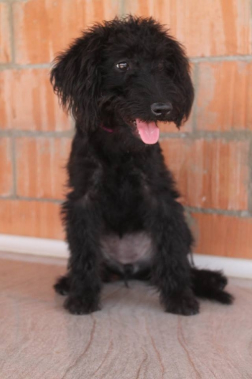 ბალონკა უსახელო