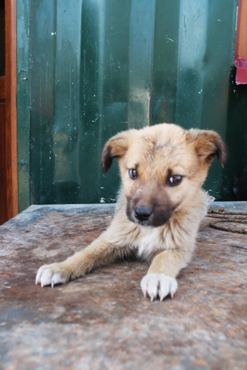 ქართული ქოფაკი უსახელო