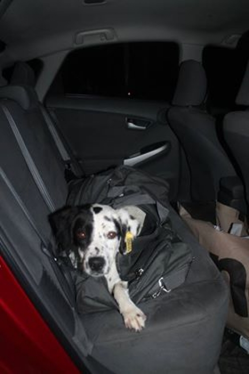 სეტერის მეტისი უსახელო