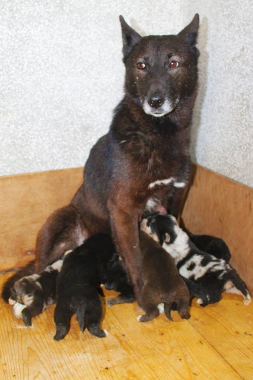 მეტისი უსახელო