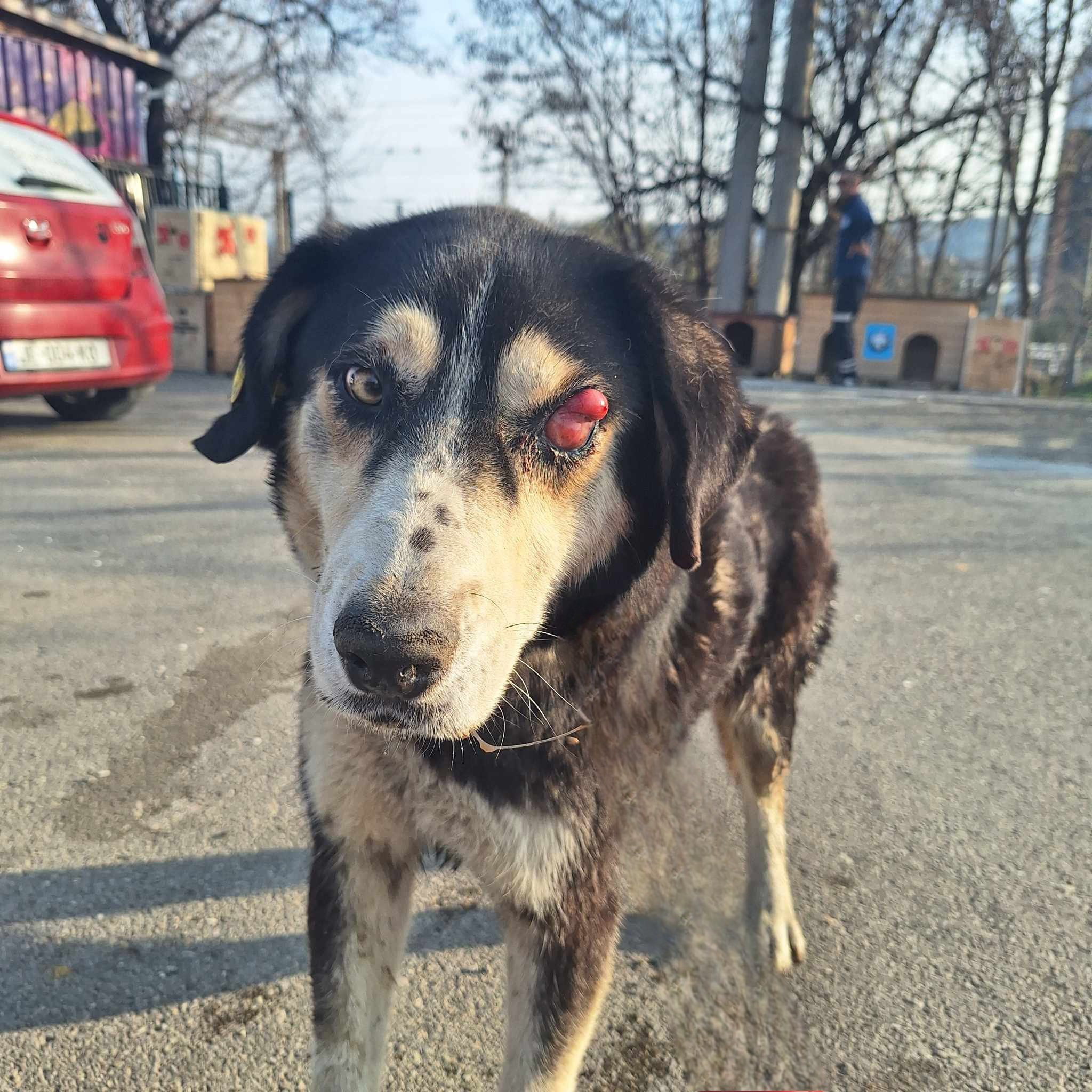 მეტისი. სარაჯიშვილი