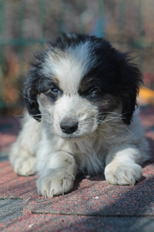 მეტისი უსახელო