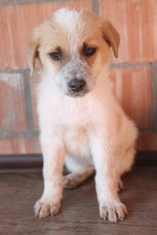 მეტისი უსახელო