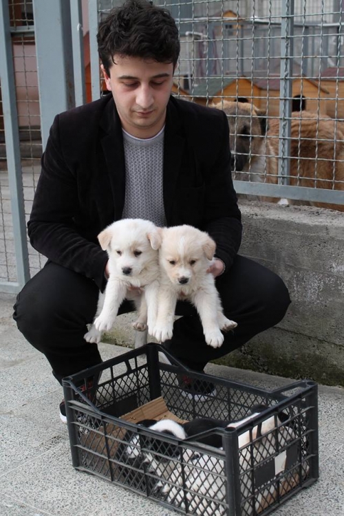 ლაბრადორის მეტისი უსახელო