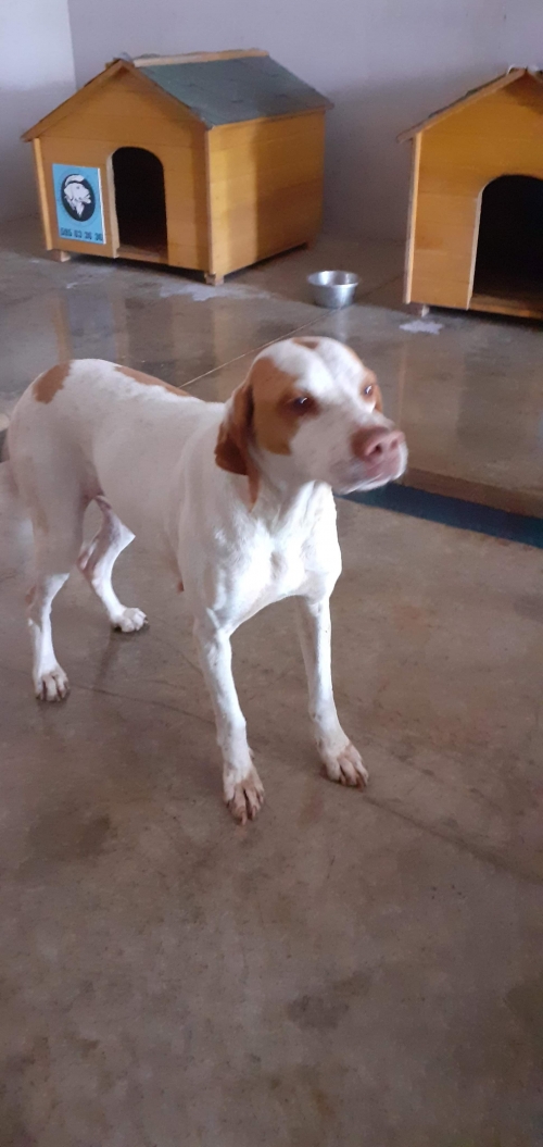 პოინტერი უსახელო