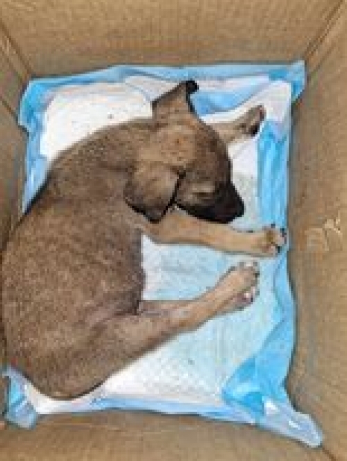 მეტისი თიანეთის გზა